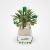 Madagascar Palm Cactus Vase