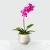 Pure Radiance Orchid (USA)