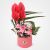 Parto Flower and Gift Box