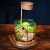Patra Hexagon Terrarium
