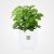 Pilea cadierei Plant