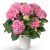 Pink Hydrangea Pot (Austria)