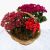 Spring Nowruz Flower Basket