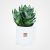 Send Sansevieria Flower to Iran