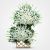 Sepidar Wreath