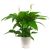 Spathiphyllum Alana (Italy)