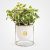 Swedish Ivy Vase