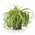 Send Chlorophytum Comosum to Iran