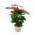 Send Anthurium to Iran
