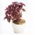 Solenostemon Vase