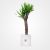 Yucca Plant