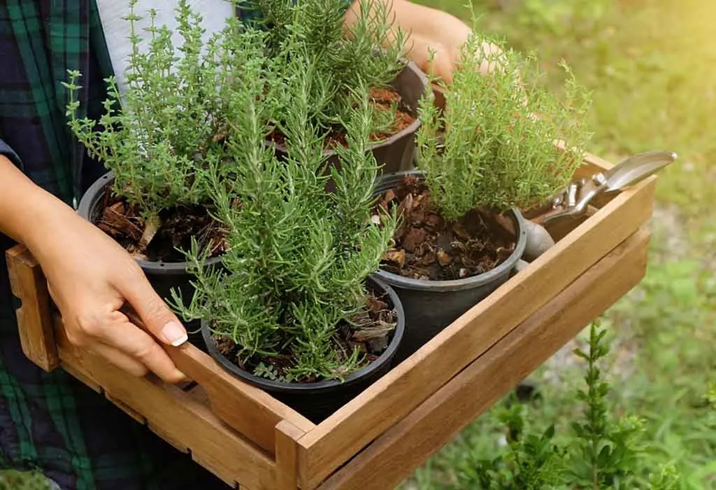 خواص دارویی رزماری