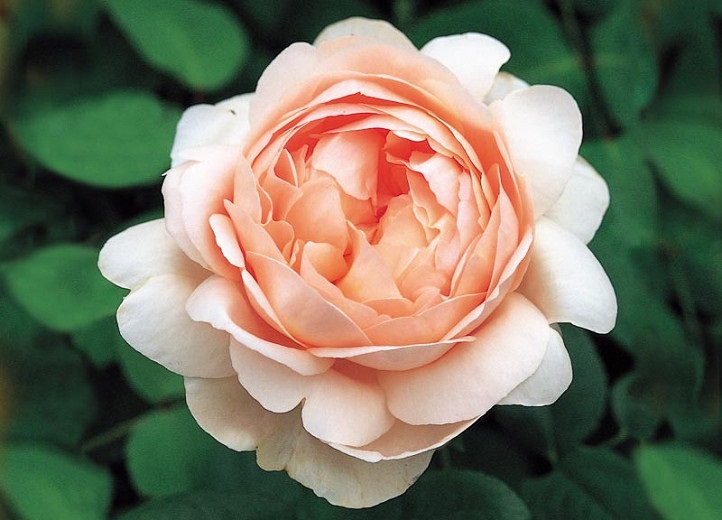 گل رز نارنجی برای باغچه