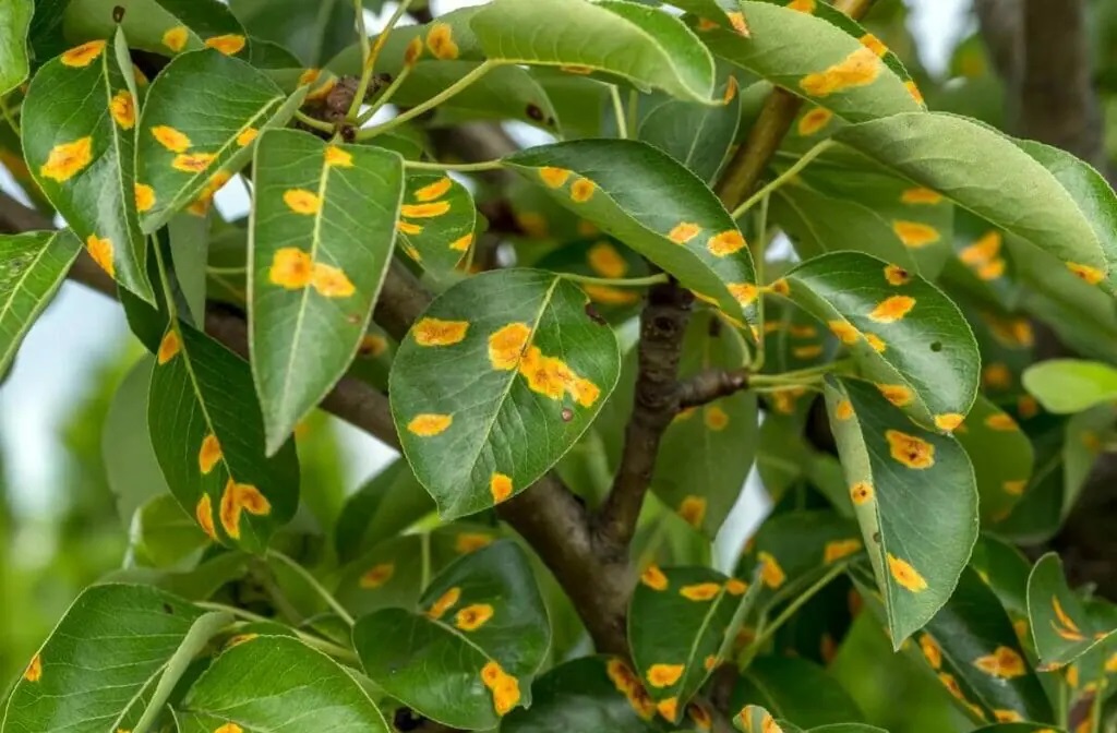 لکه برگی