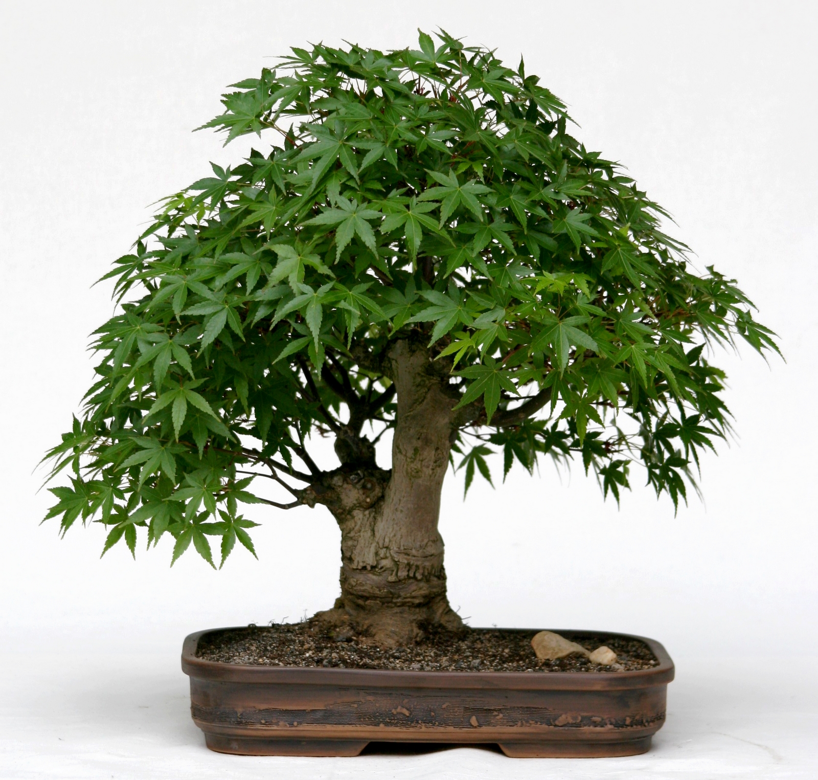 بونسای سبز