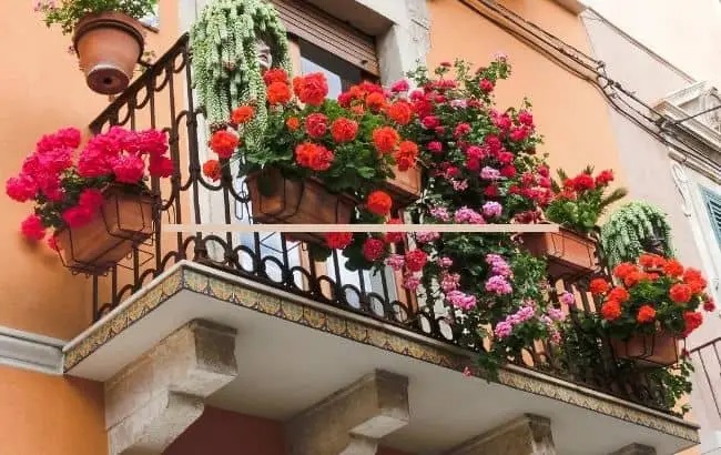 گل رز رونده برای تراس و بالکن