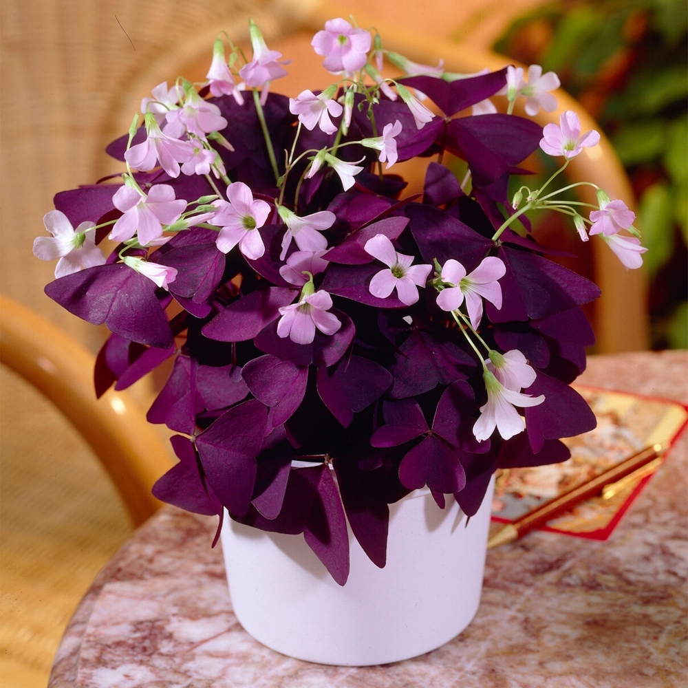 گیاهان گلدار آپارتمانی