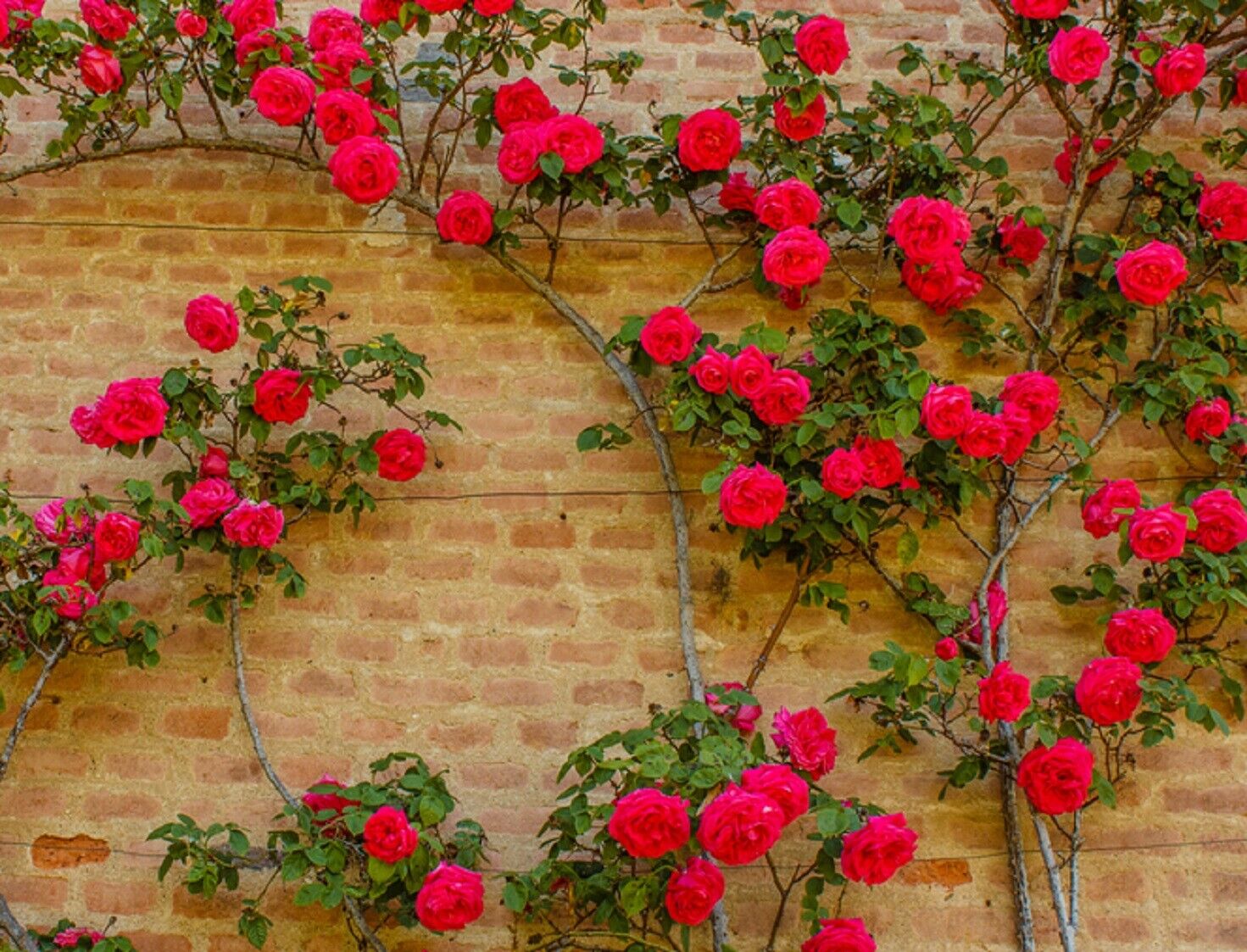 گل رز رونده دیواری برای حیاط